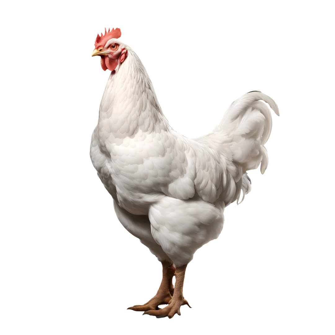 Poule de race Leghorn