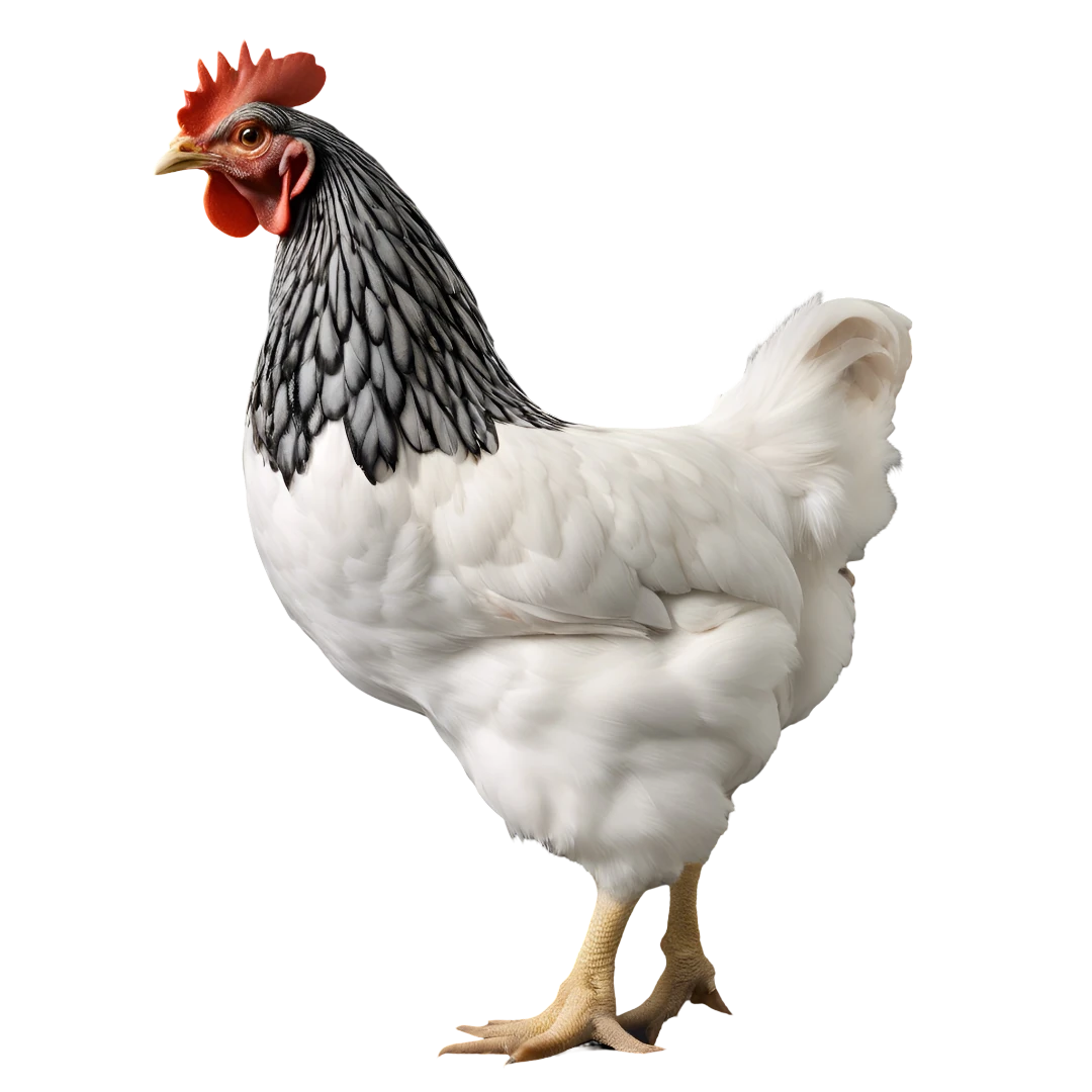 Poule de race Sussex