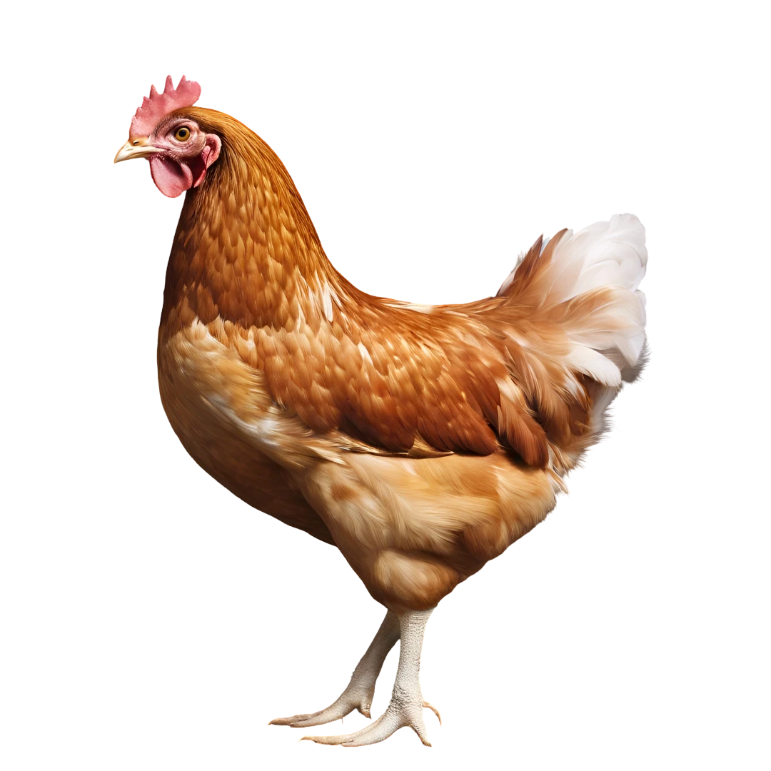 Poule de race Warren